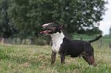 BULL TERRIER MINIATURE 062
